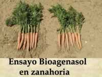 Ensayo Zanahoria