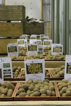 Solana UK Variety Demo 4-12-13 (1) (Large)