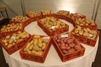 Solana UK Variety Demo 4-12-13 setting up the demonstration 2